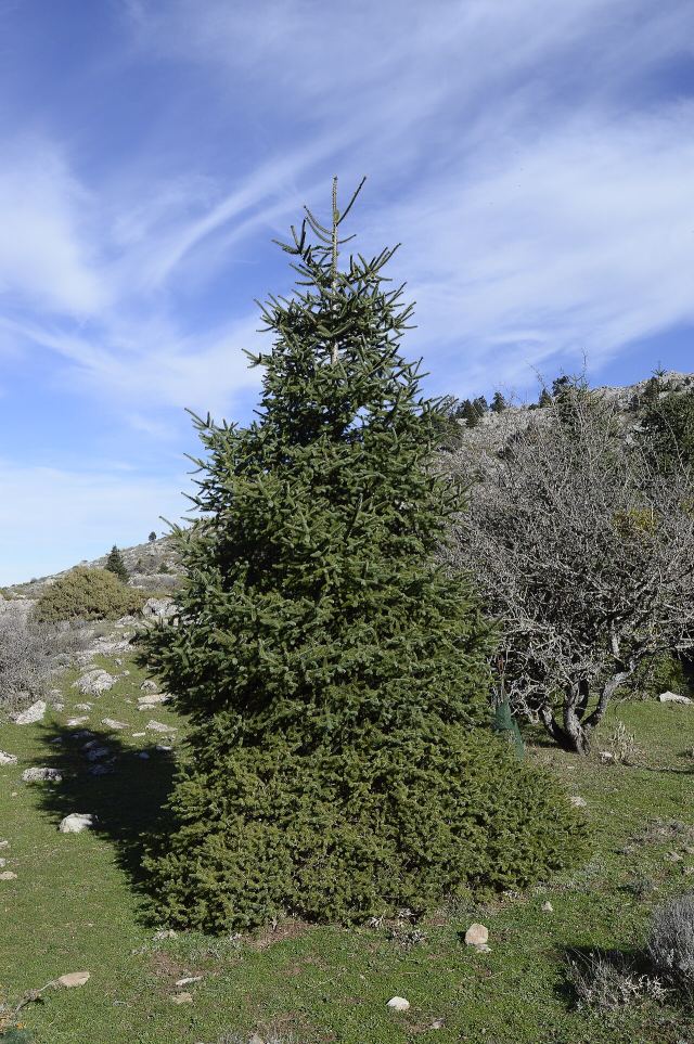 Un pinsapo (Abies pinsapo), el abeto de las sierras béticas