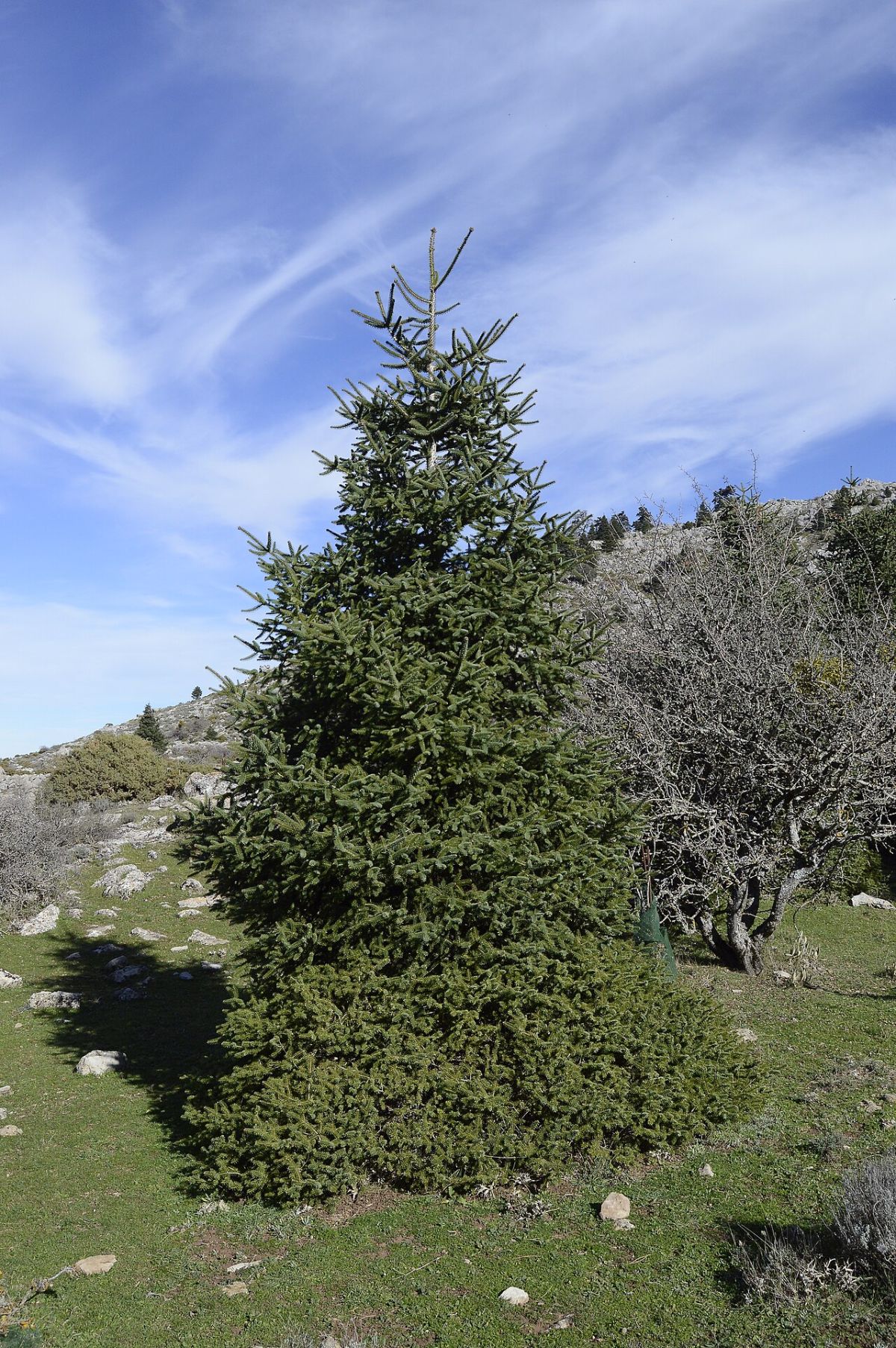 Un pinsapo (Abies pinsapo), el abeto de las sierras béticas